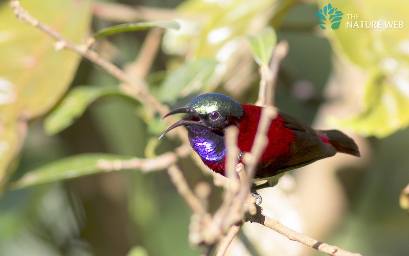 Crimson-backed Sunbird